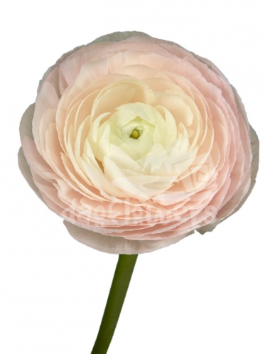 success Cloni Favola