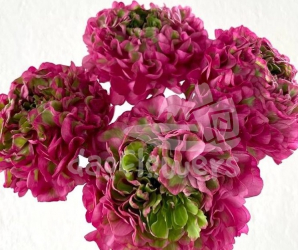 pon pon Dragon Fruit