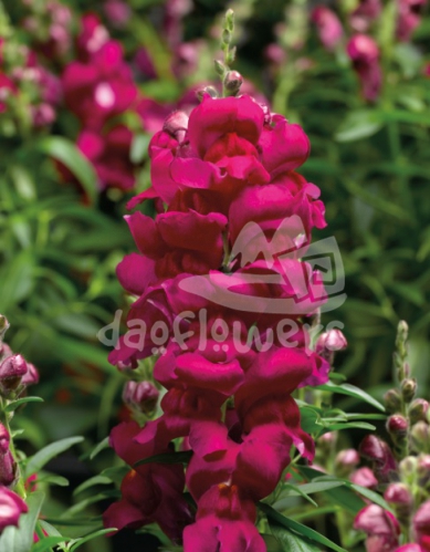 snapdragon magenta
