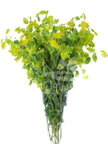 bupleurum