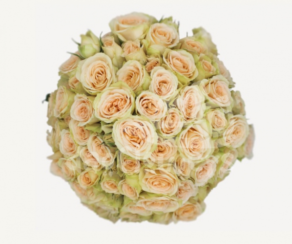 brilliant stars capricorn*