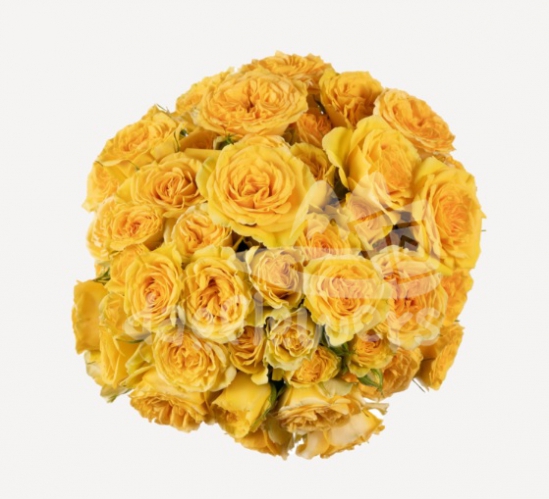 brilliant stars leo*