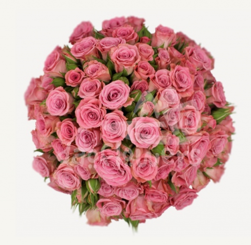 brilliant stars scorpio*