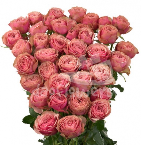 antique trendsetter*