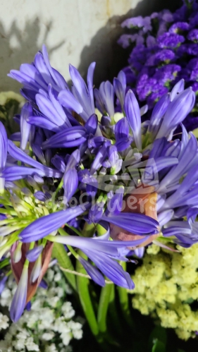agapanthus lilac