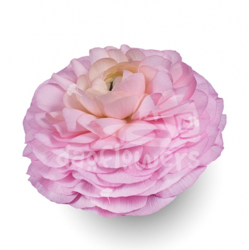 success Cloni Venere