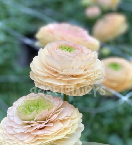 success Cloni Touareg