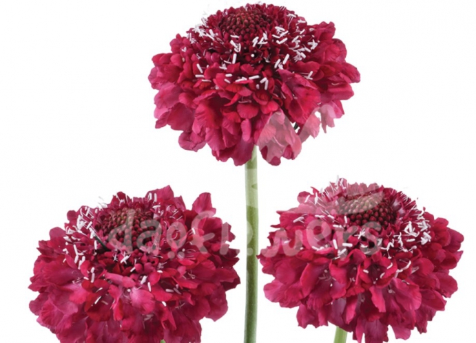 focal scoop hot pink