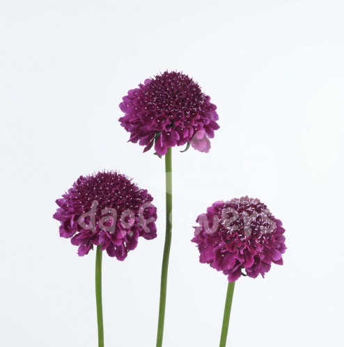 focal scoop dark purple