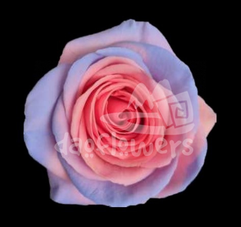 Pink Blue Heawen PNT