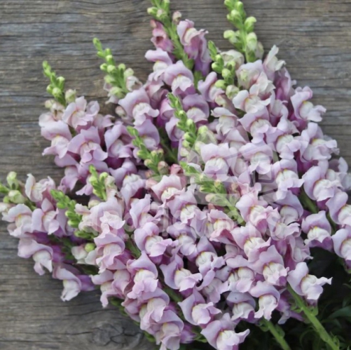 snapdragon lavender