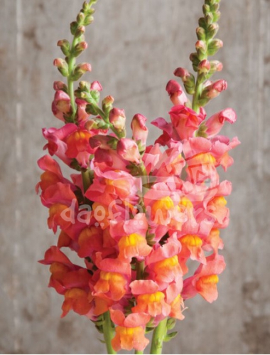 snapdragon orange
