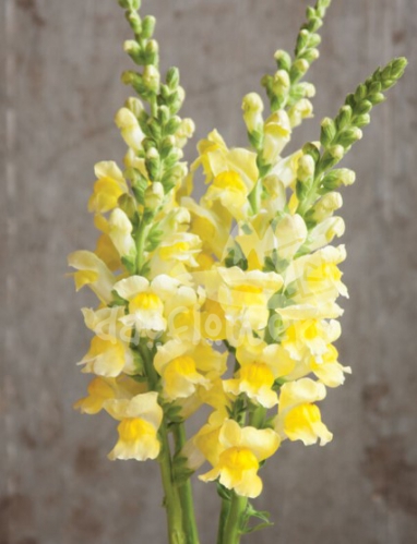 snapdragon yellow