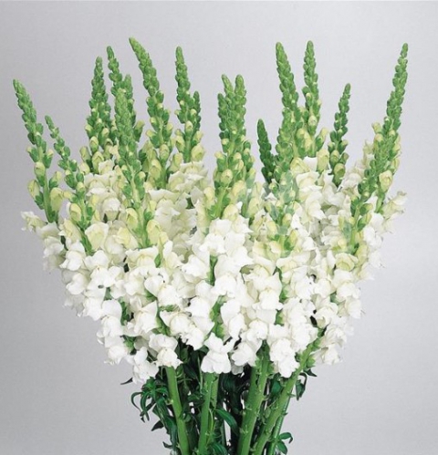 snapdragon white