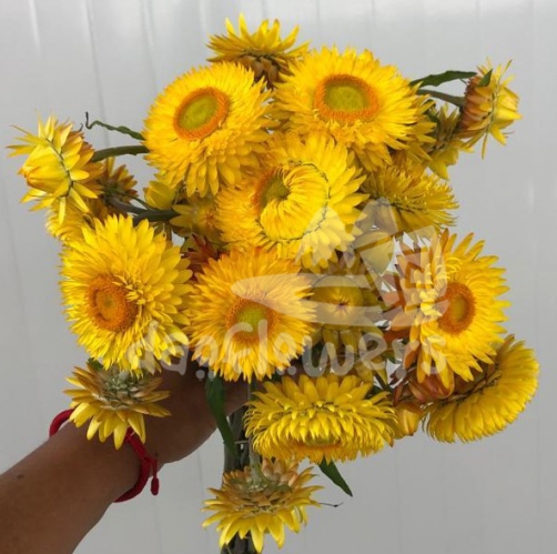 strawflower yellow