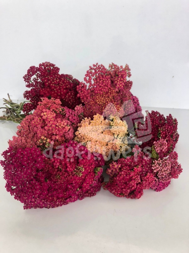 achillea mix
