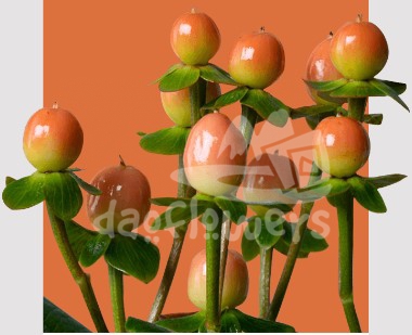 mellow orange romance