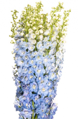 Pacific Summer Skies