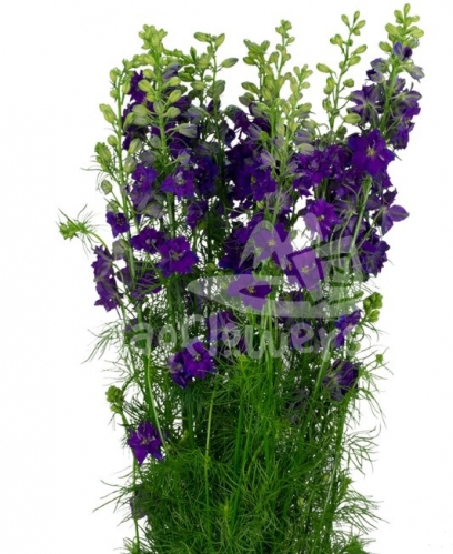 larkspur blue