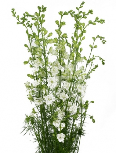larkspur white