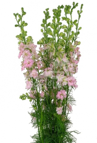 larkspur light pink