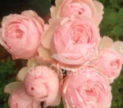 mansfield park pink*