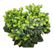 hypericum green