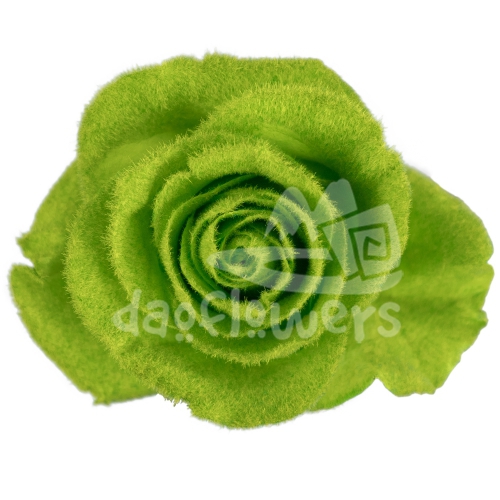 Velvet Bitter Lime PNT