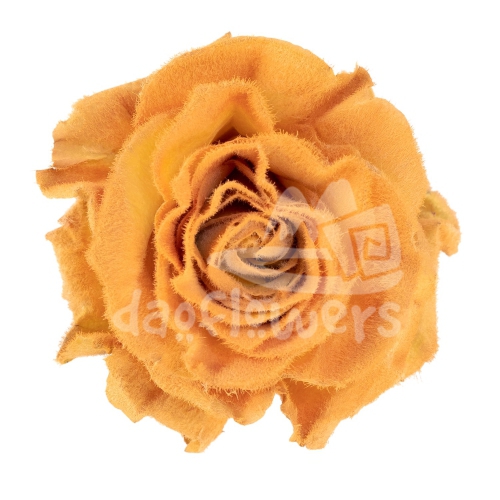 Velvet Burnt Honey PNT