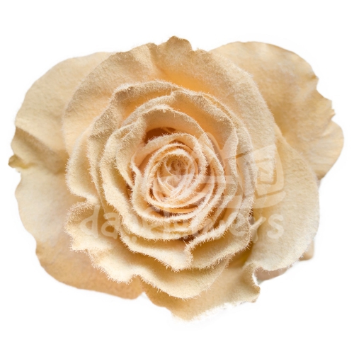 Velvet Butter Cup PNT