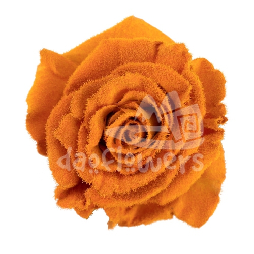 Velvet Golden Mustard PNT