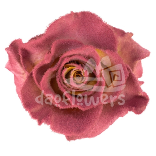 Velvet Mauve Rays PNT