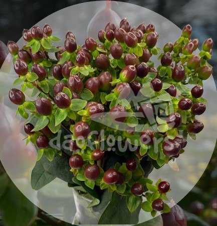 illusion coffee brown