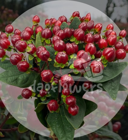 illusion monster purple