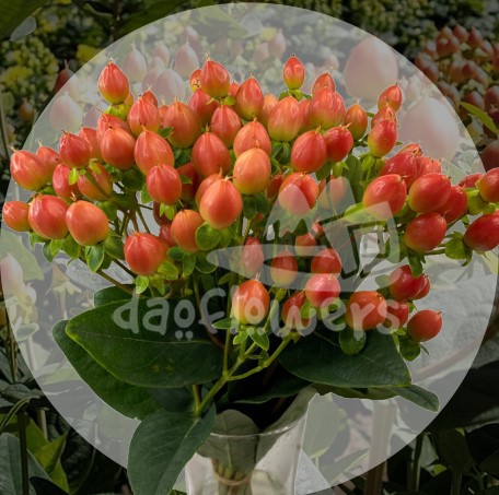 illusion spring peach