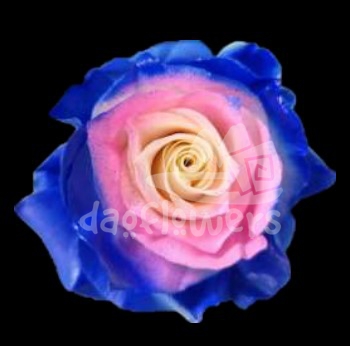 Circus Pink Blue PNT