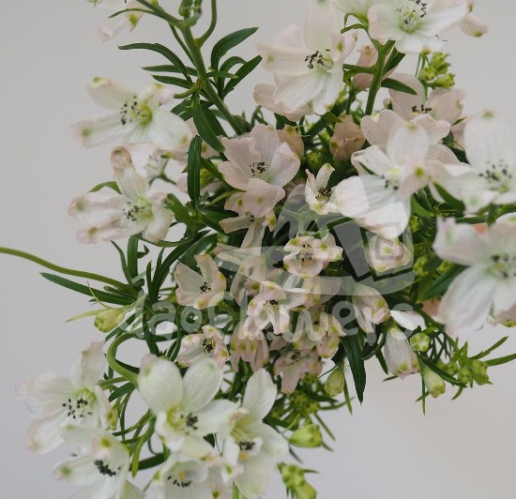 spray delphinium blush