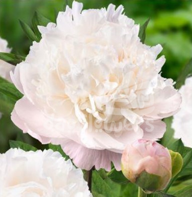 Moon Over Barrington