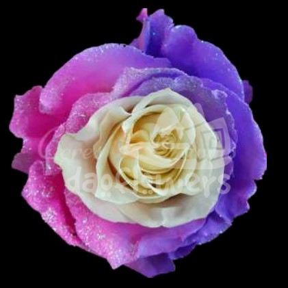 Frosting Candy 1 PNT