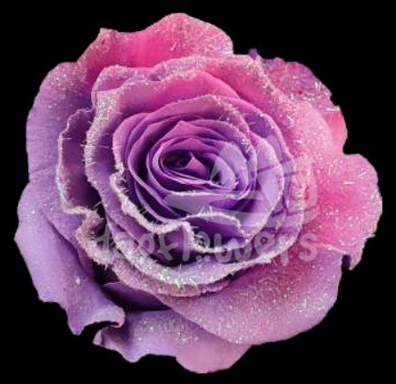 Frosting Candy 2 PNT