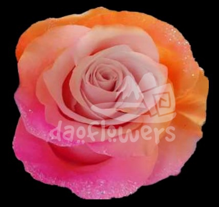 Frosting Candy 3 PNT