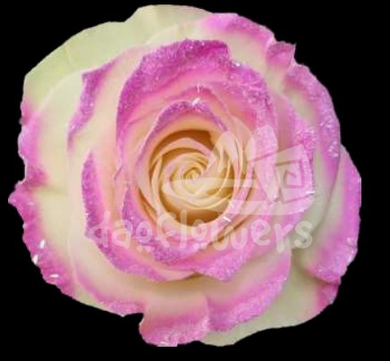 Frosting Candy 4 PNT