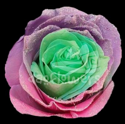 Frosting Rainbow 1 PNT