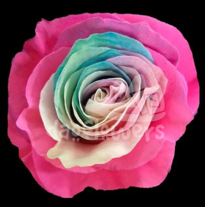 Frosting Rainbow 2 PNT