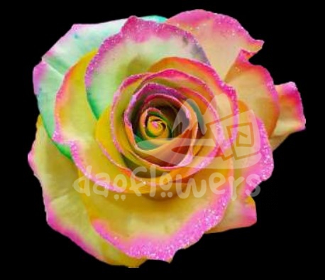 Frosting Rainbow 5 PNT