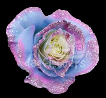 Frosting Baby Blue Pink PNT