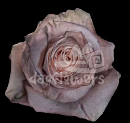 Pink Dark Cioccolato PNT