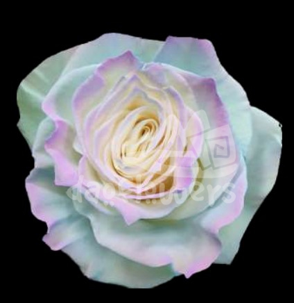 Sweet Aurora Boreal PNT