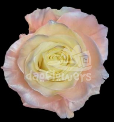 Pearl Aurora Boreal PNT