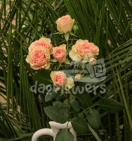 rosa loves me 2 times*